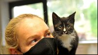 Ireland’s feral felines